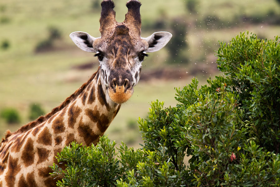  Maasai Giraffe   Maasai Mara   Kenya